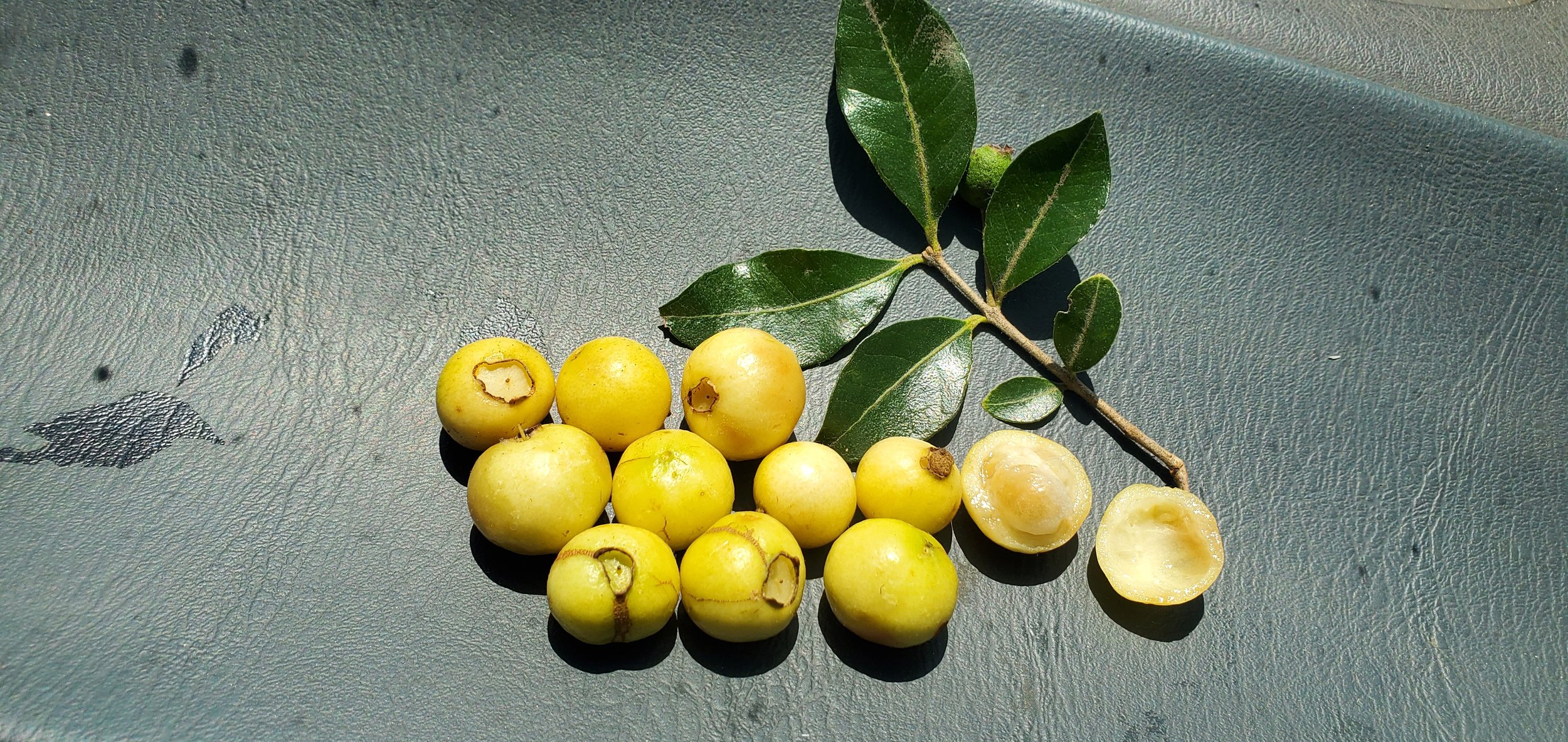 Arayan Psidium Sartorianum Raindance Seeds