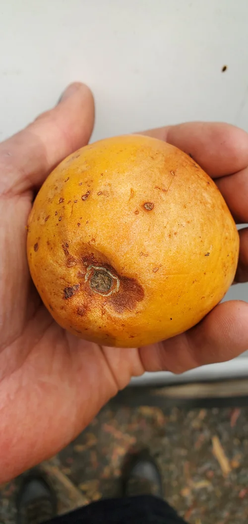 Ruby Fragrant Tropical Guava Seeds - Psidium Guajava, 50+ Seeds For Growing