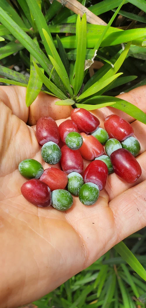 Maki (Podocarpus macrophyllus) podocarpaceae  Raindance seeds