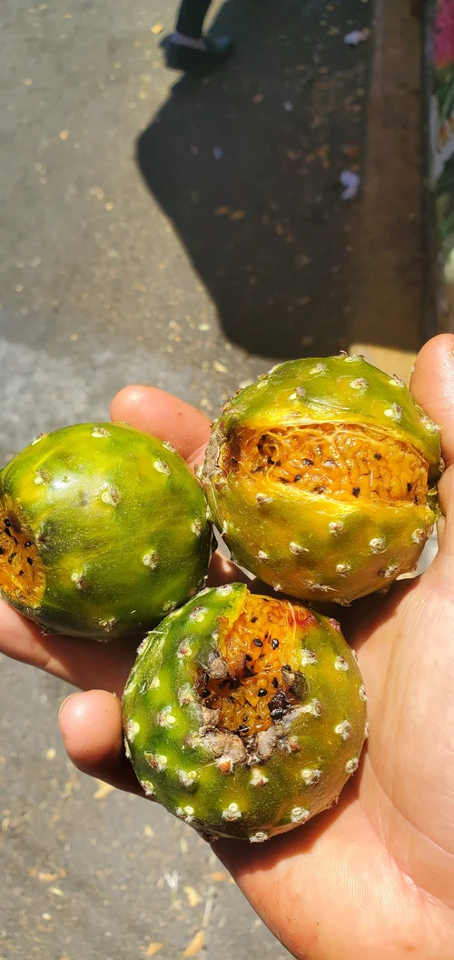 Orange Queretaroensis (Stenocereus queretaroensis) cactaceae  Raindance  seeds