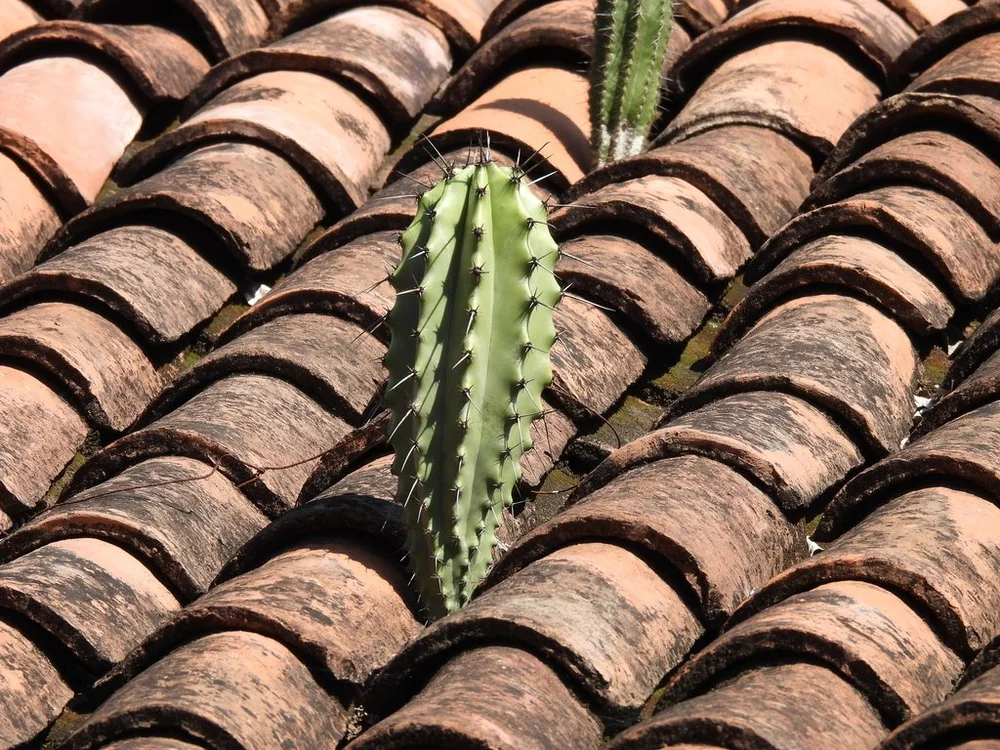 Sinaloa Martinezii (Stenocereus martinezii) cactaceae  Raindance seeds