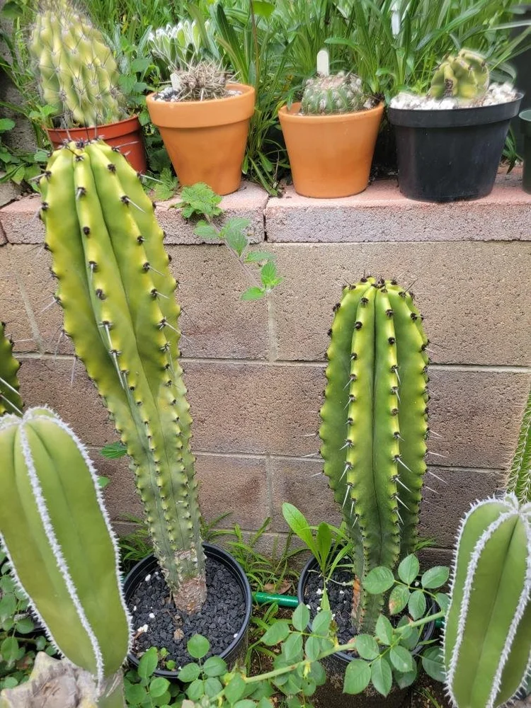 Sinaloa Martinezii (Stenocereus martinezii) cactaceae  Raindance seeds
