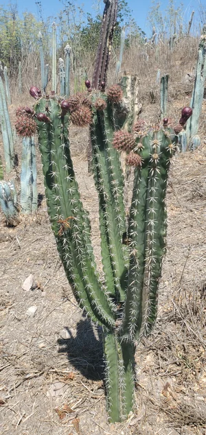 Stenocereus Huastecorum Cutting (Pitaya)  Raindance seeds
