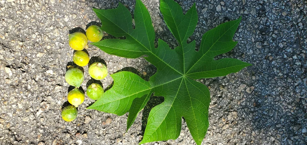 fertilizer vs plant food All Purpose Plant Food 5-5-5