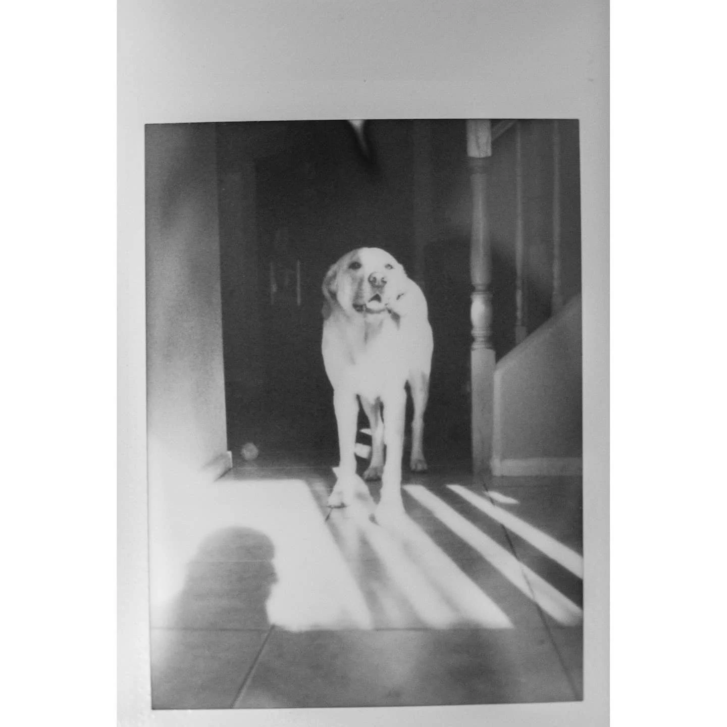 Photo walk around the neighborhood.

Camera: fujifilm #instaxmini8 

#doubleexposure #instax #instaxmini #fuji
#instaxclub #instantcamera #polaroid #analogvibes #instantpic #introvertlife