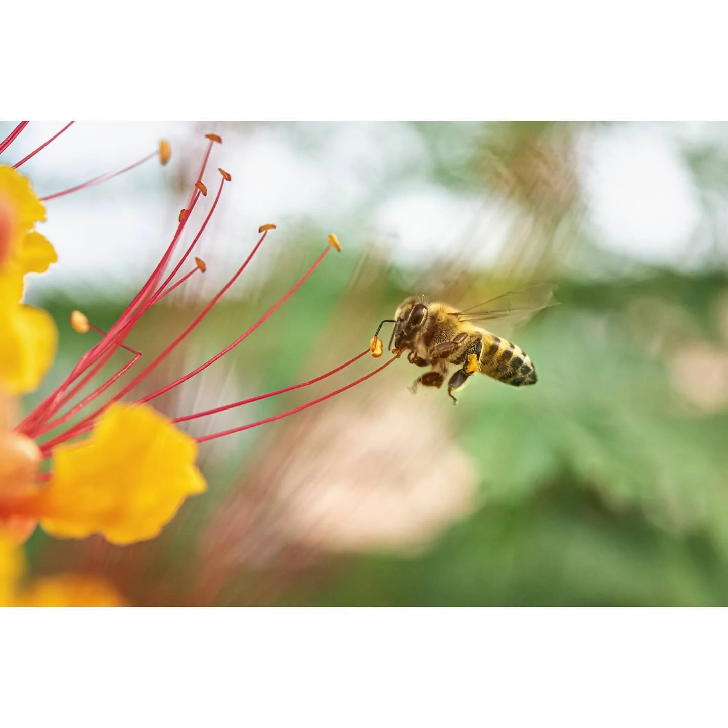 Keeper of the garden
#60mm #macrophotography #macro #bee #nikond750