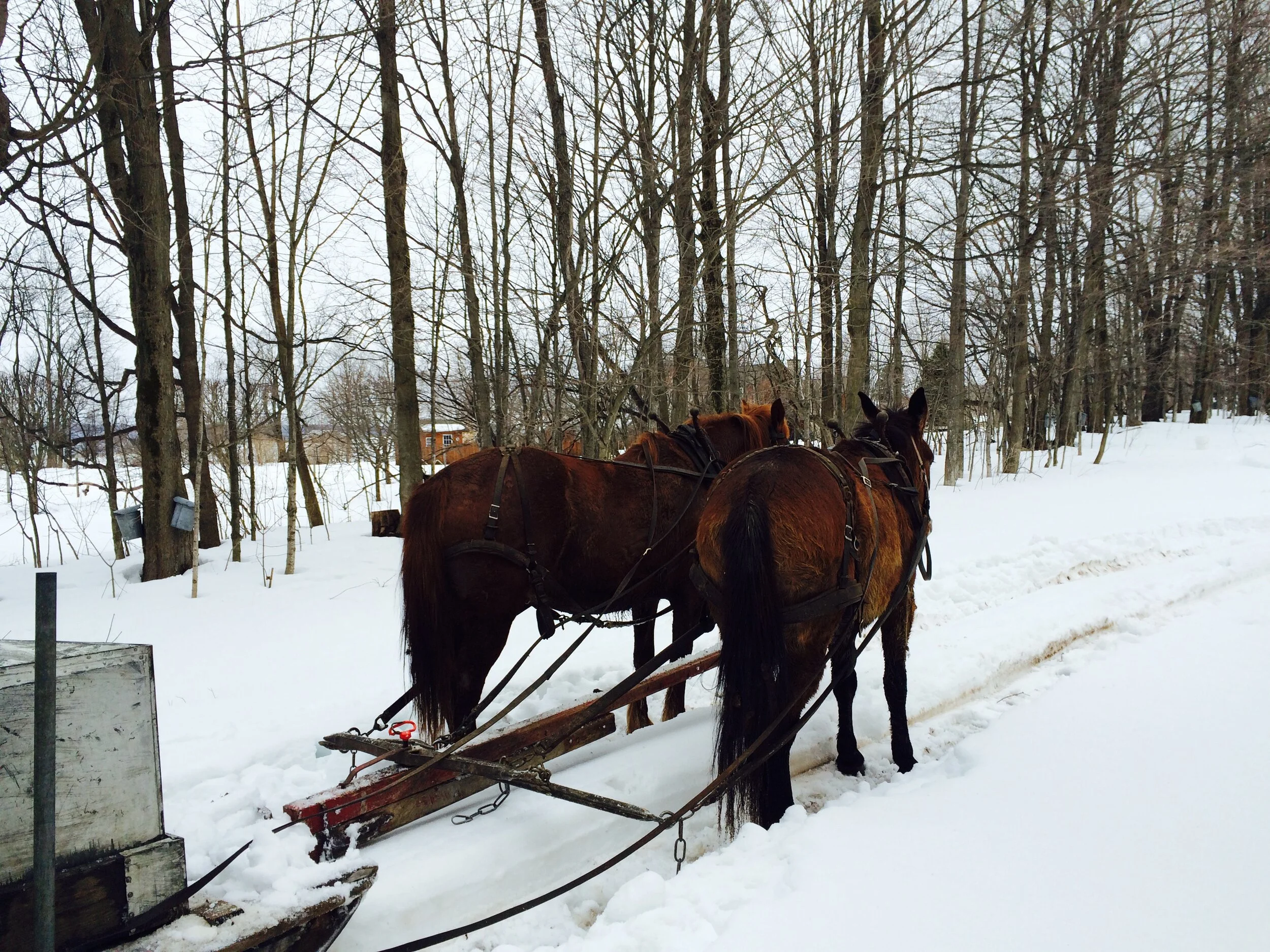 Horses at the Samara Sugar Bush in Castorland, New York