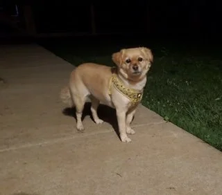 P-Dog Tales (The World According to Isabella)