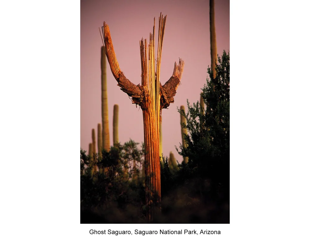 Paisagem Dos Cactos Do Saguaro Foto de Stock - Imagem de deserto