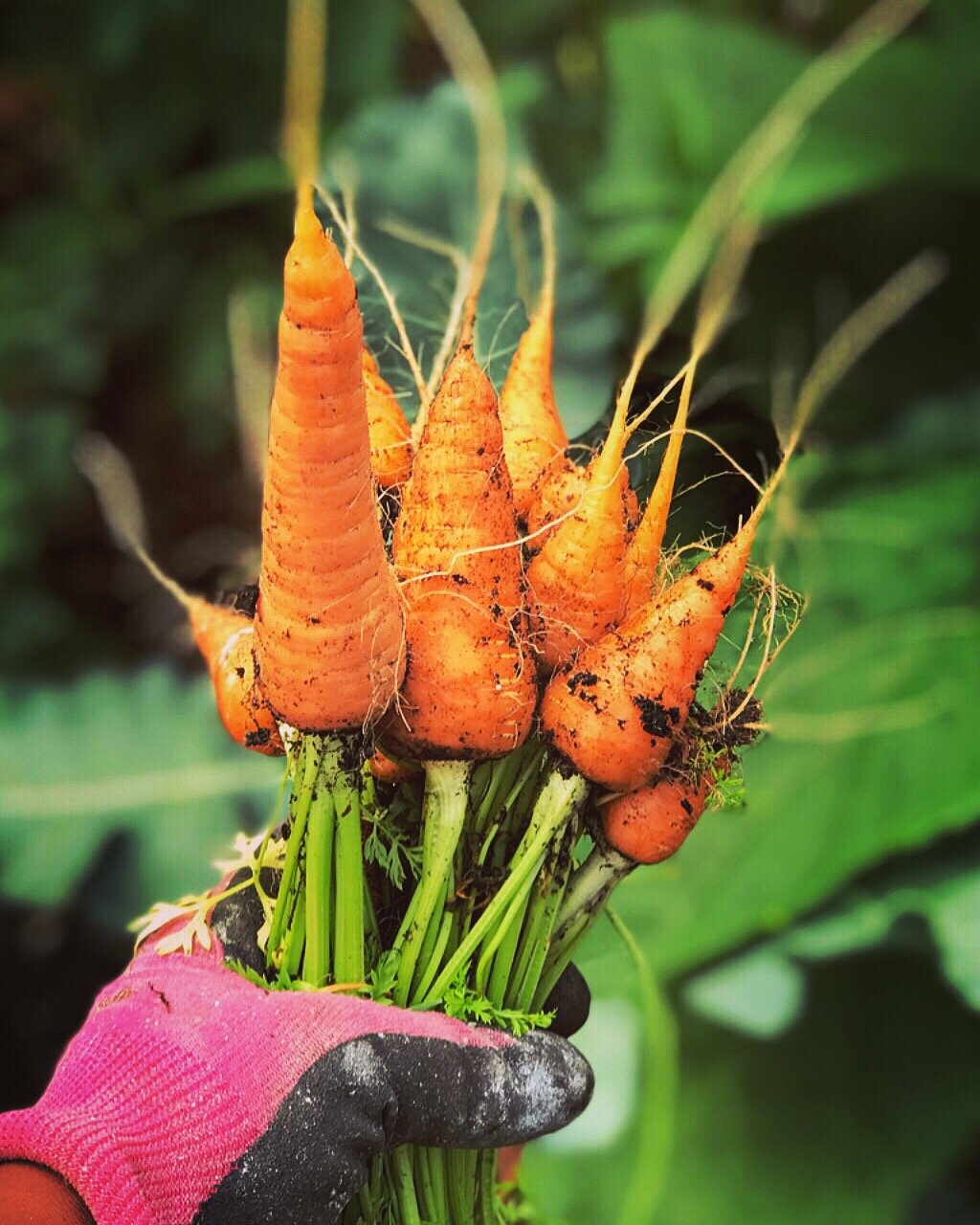 Short N' Sweet Carrots