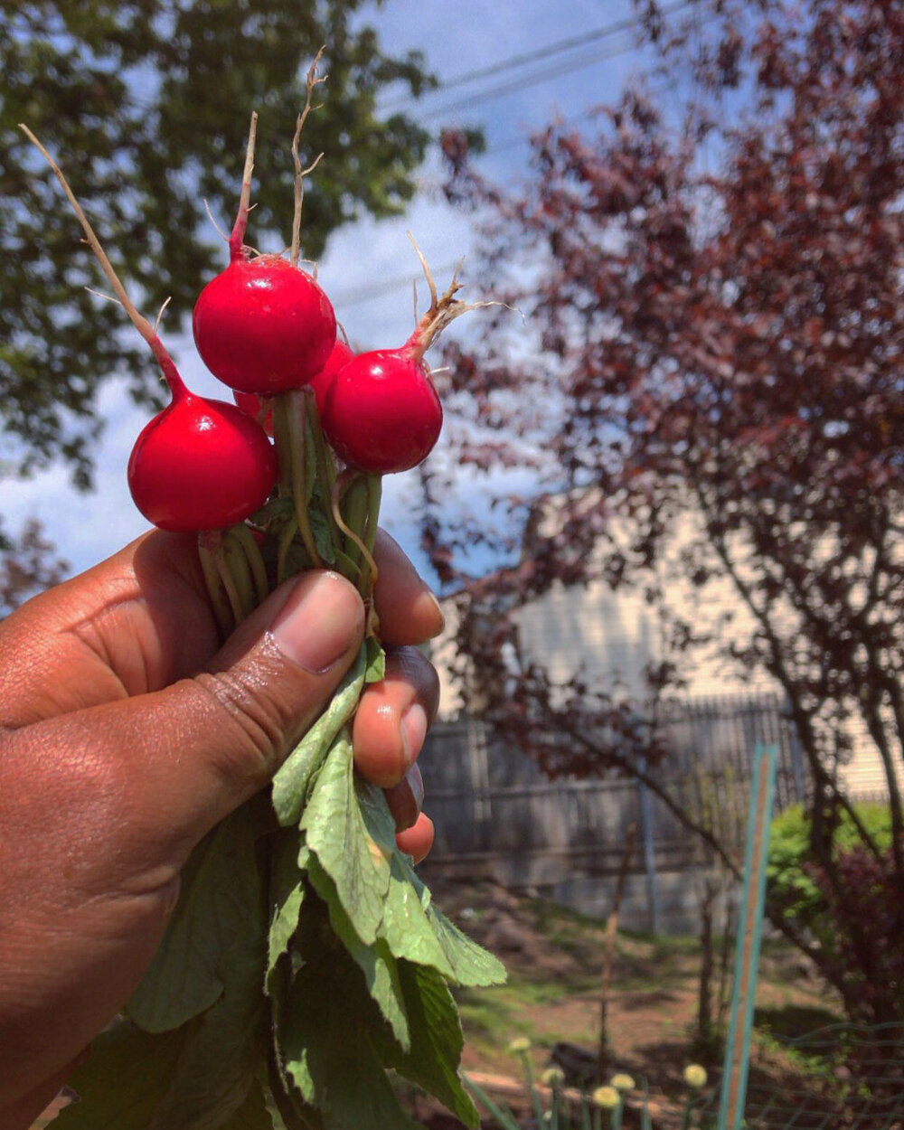 Cherry Belle Radish