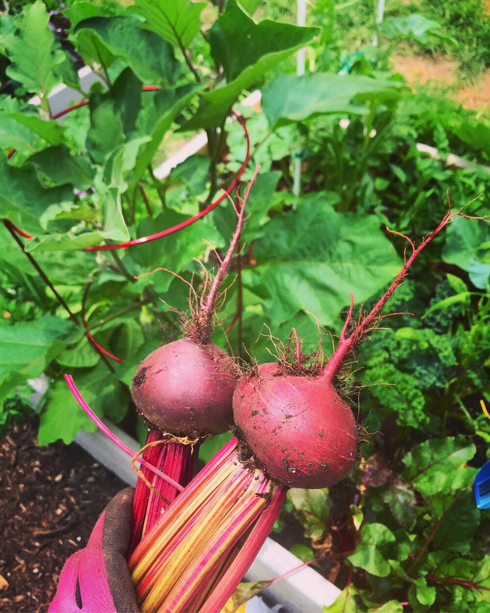 Detroit Red Beets