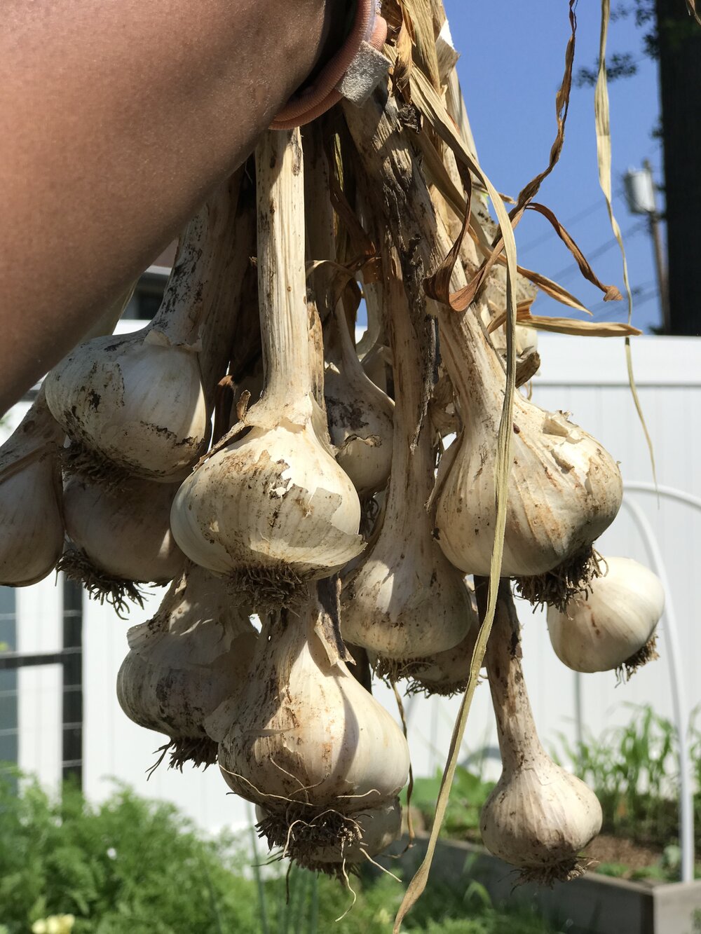 Garlic