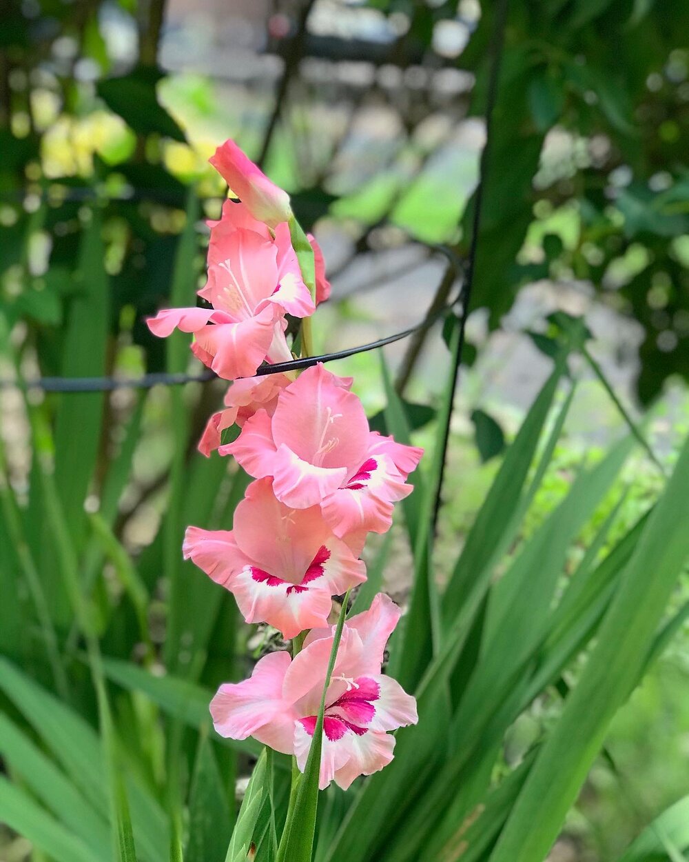 Gladiolous