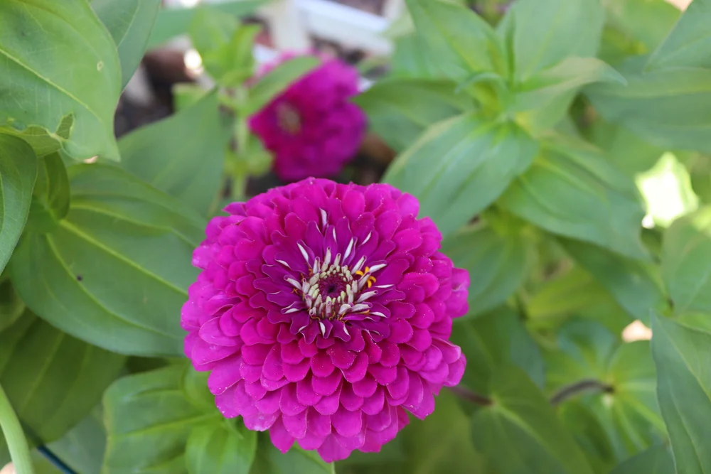 Purple Prince Zinnia