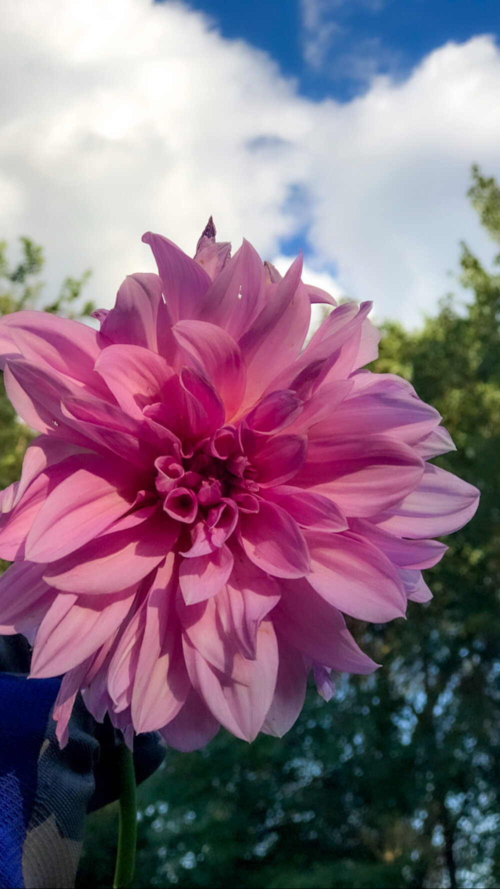 Dahlias