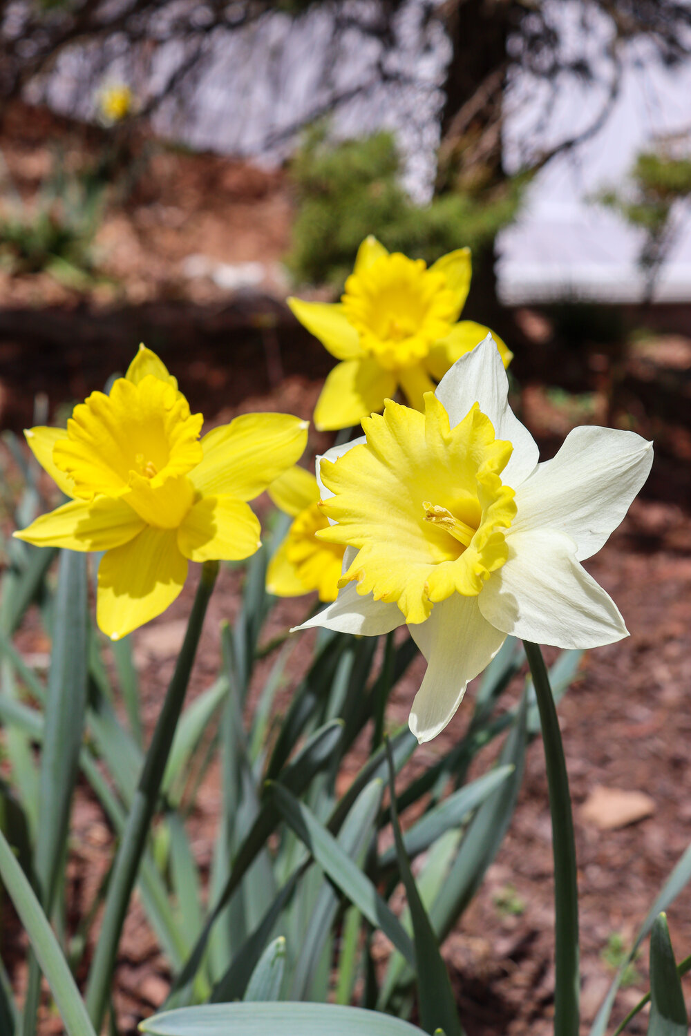 See a spring bloom arrangement