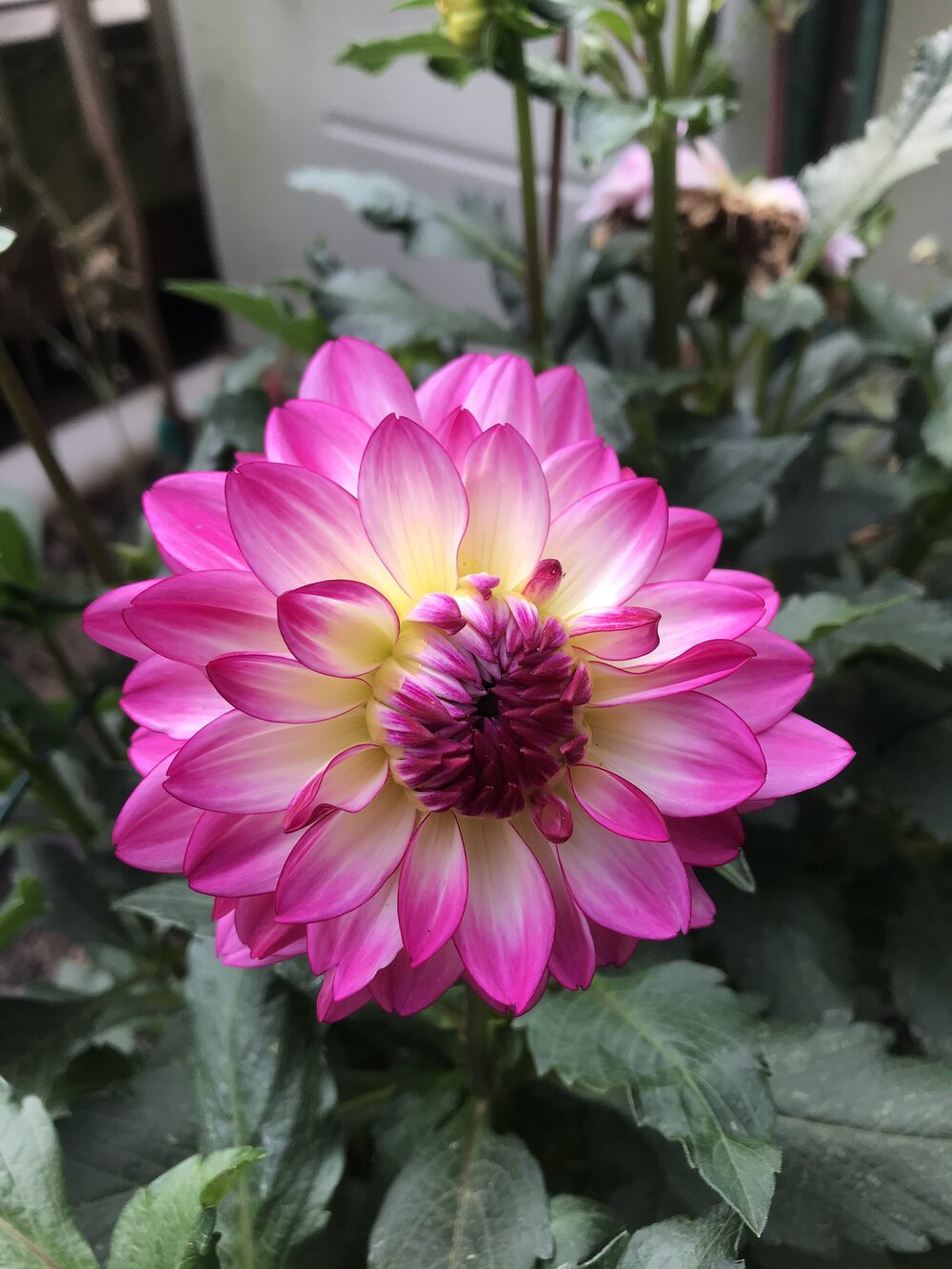 See a dahlia arrangement here