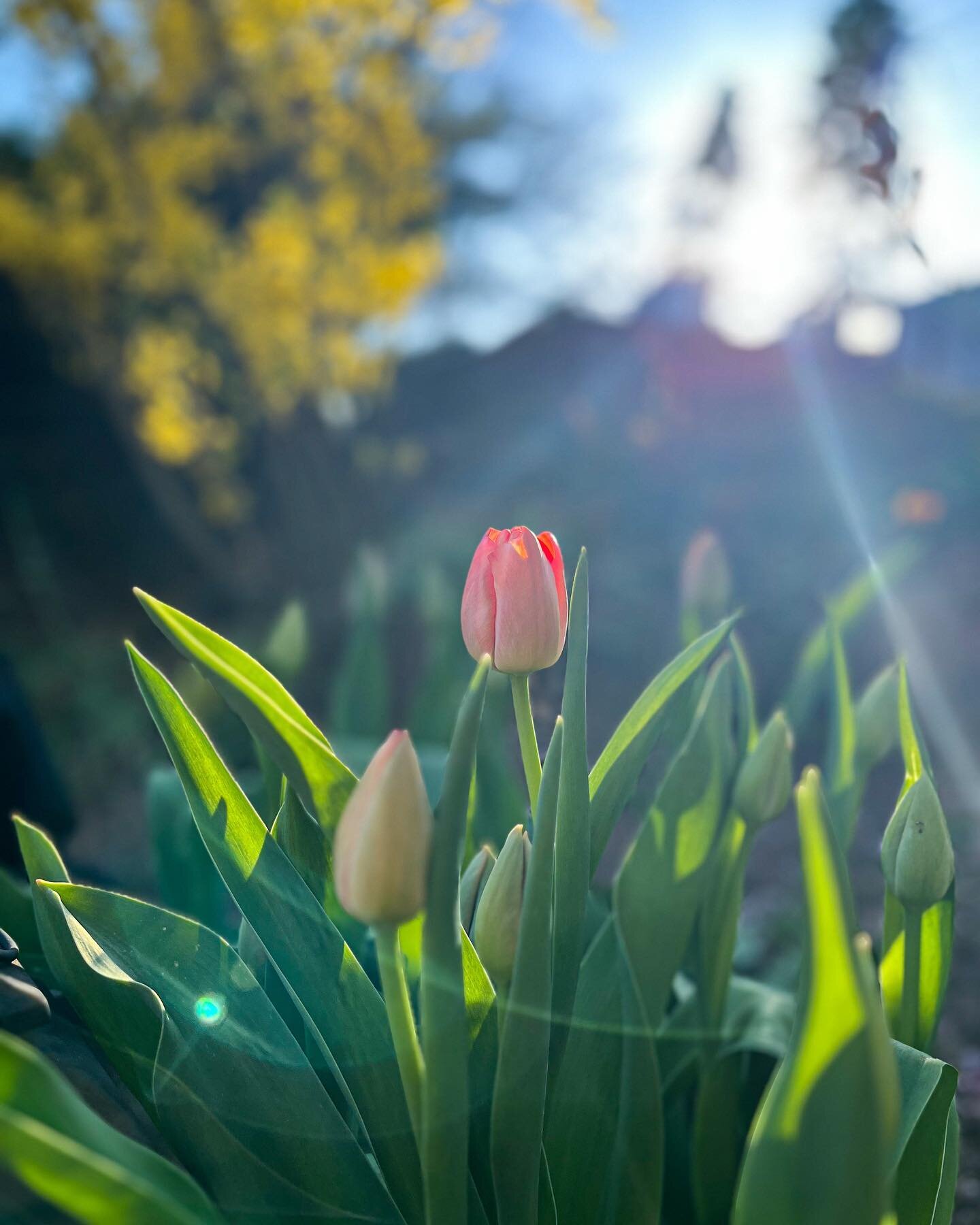 Today in the Garden #zone7a
.
Spring Bulbs are Springing 🌷 
Garlic is getting some food 🧄 Strawberries are getting impatient 🍓 
.
What&rsquo;s growing in your garden?
.
#zone7gardening #njgardens #broadwaygardener #iggarden #gardensparkle #springb