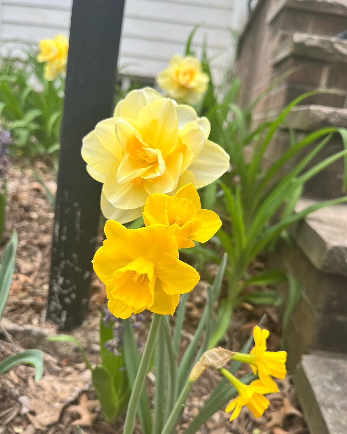April Garden 💛 Zone 7
Something about yellow in the garden screams SPRING! I&rsquo;m not sure if it&rsquo;s because the forsythia is the first thing to bloom in my garden or because this yellow tulip was the first blooming plant Daniel ever bought f