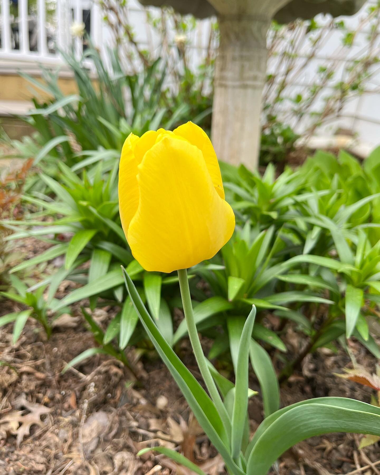 💛Happy Earth Day Y&rsquo;all!💛
.
Are you celebrating with some gardening and a smile?
.
One thing that makes me smile is this single yellow tulip. Daniel bought a few for me years ago and I brought it from our Brooklyn apartment in 2020. It&rsquo;s