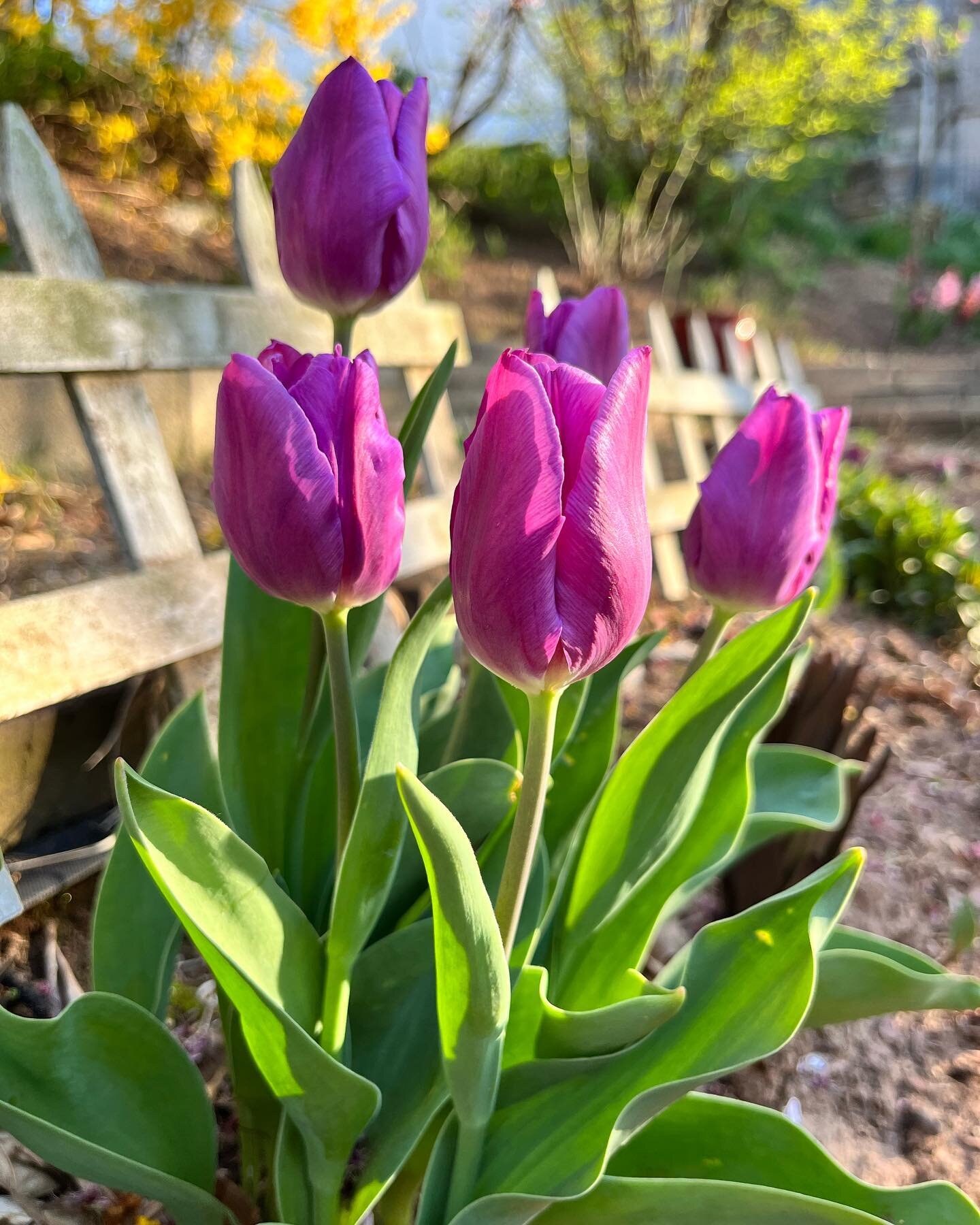 What do you plant that blooms right after tulips?
.
Ps I&rsquo;m realizing that I have a secret love for purple in the garden 💜 Probably because it looks so dang good next to my favorite pinks 💕
.
#springgarden #zone7garden #successionplanting #zon