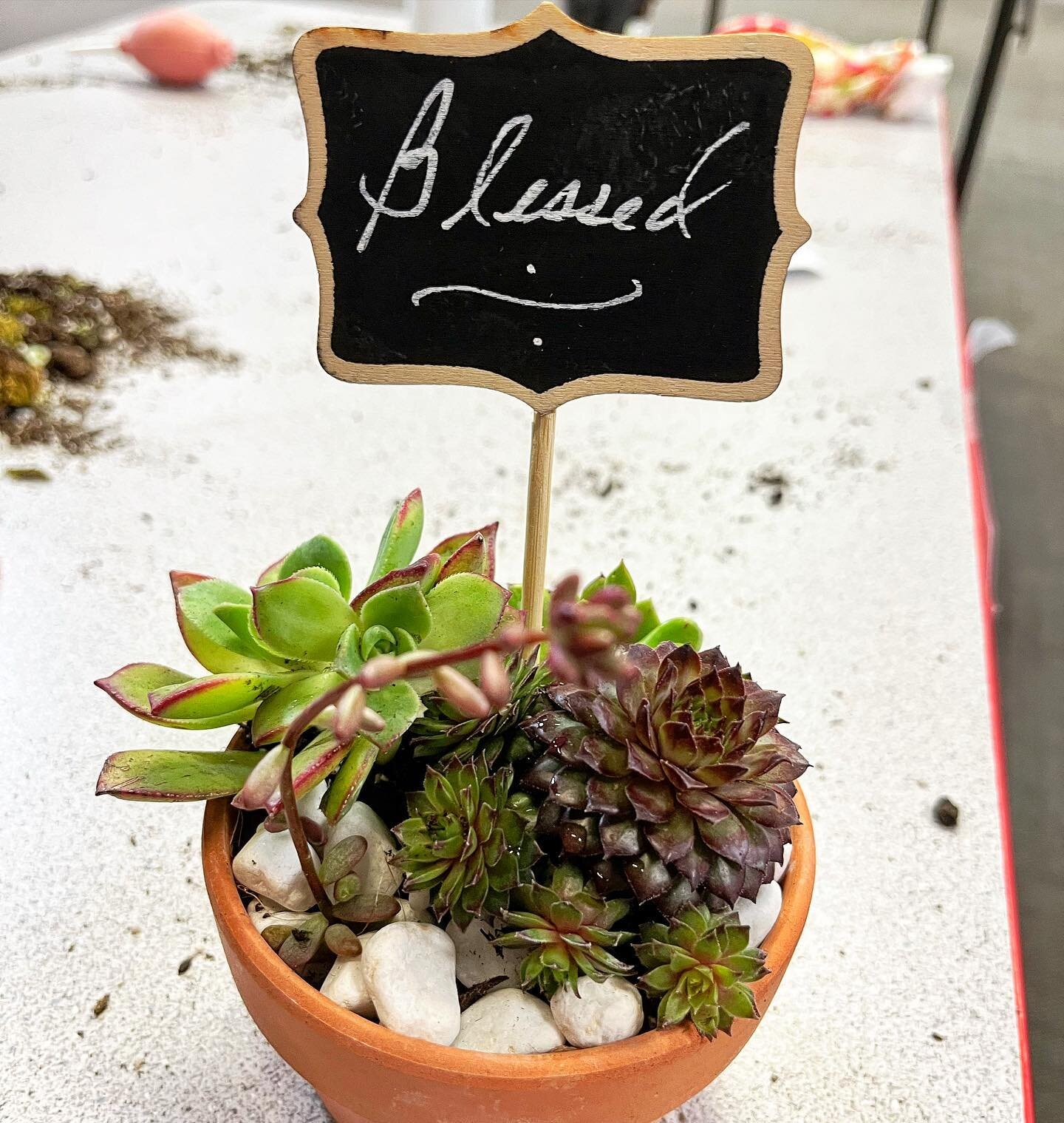 💚Plants &amp; Positivity 💚Yesterdays Mindful Gardening Participants put together some really adorable succulent pieces. 
It was such a positive and inviting time filled with laughter and learning! 
.
#mindfulgardening #plants #succulentarrangement 