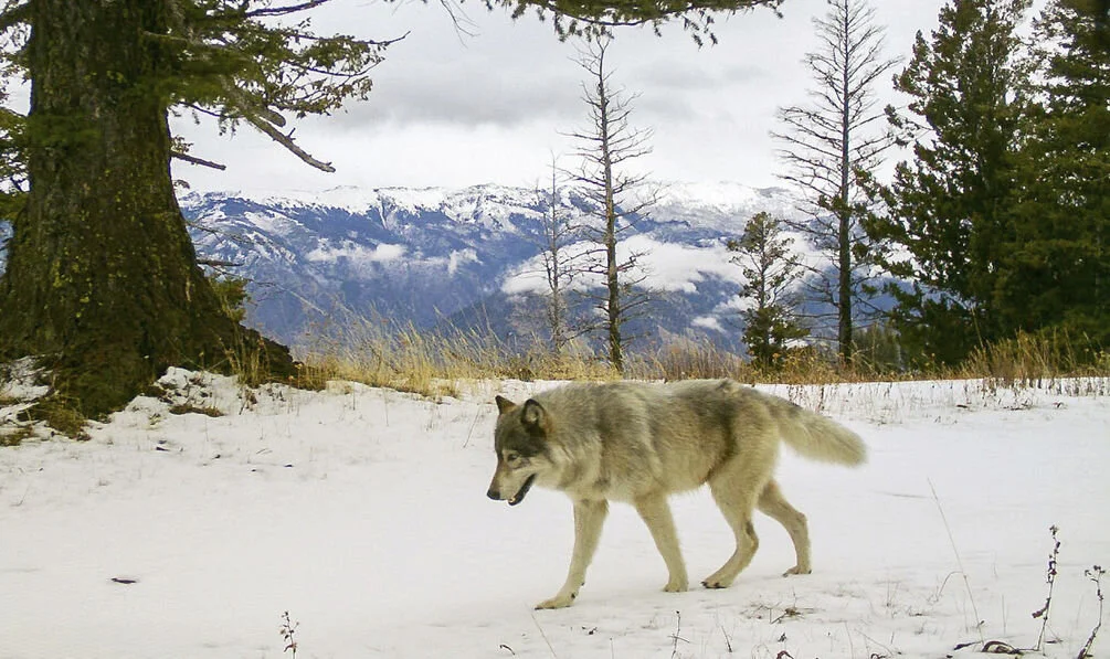 wolf image.jpg