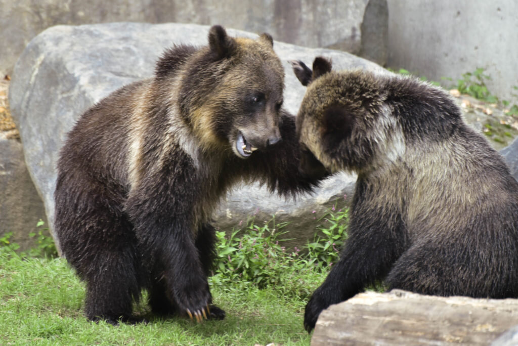 Brown Bear  The Maryland Zoo