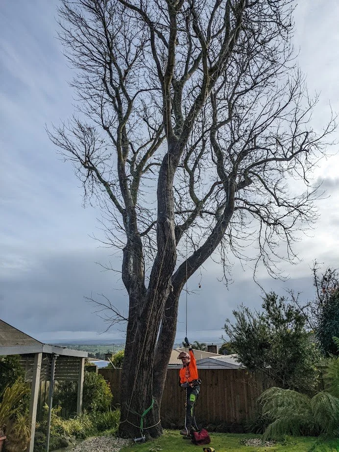 Arborist preparing to use ropes set into branches of a backyard tree to climb the tree to prune branches
