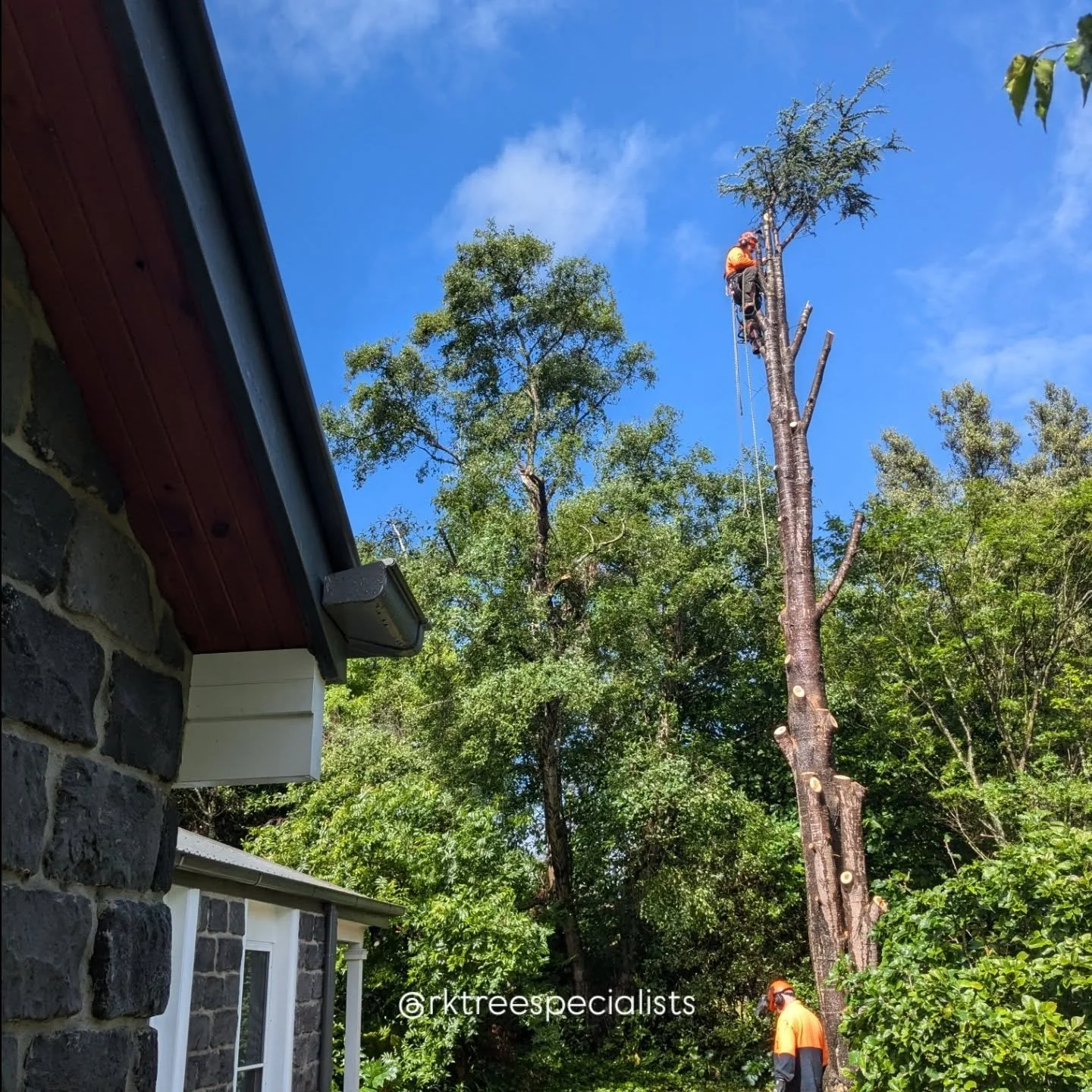 A leaking pipe caused this Cedar tree in Warragul to become loose in the ground. Unfortunately it was too unstable and risky to keep. You can see in the photos how close the tree was to the house! 🏡 Luckily there is still so much beautiful greenery