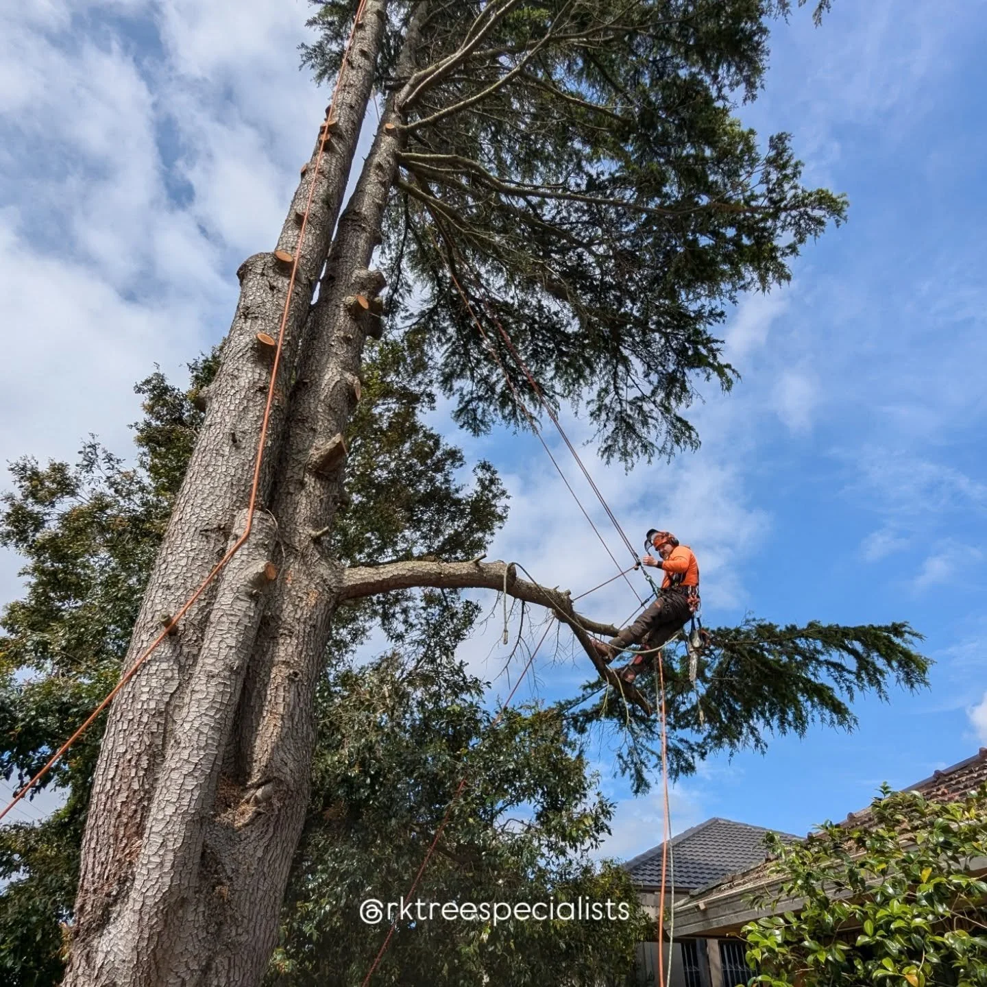 A case of 'way too big for the space' // Tree removal in Moe.
When the location permits, large, healthy trees are one of the most beautiful additions to our homes, gardens and parks.
In the job pictured however, the large cedar trees were eclipsi