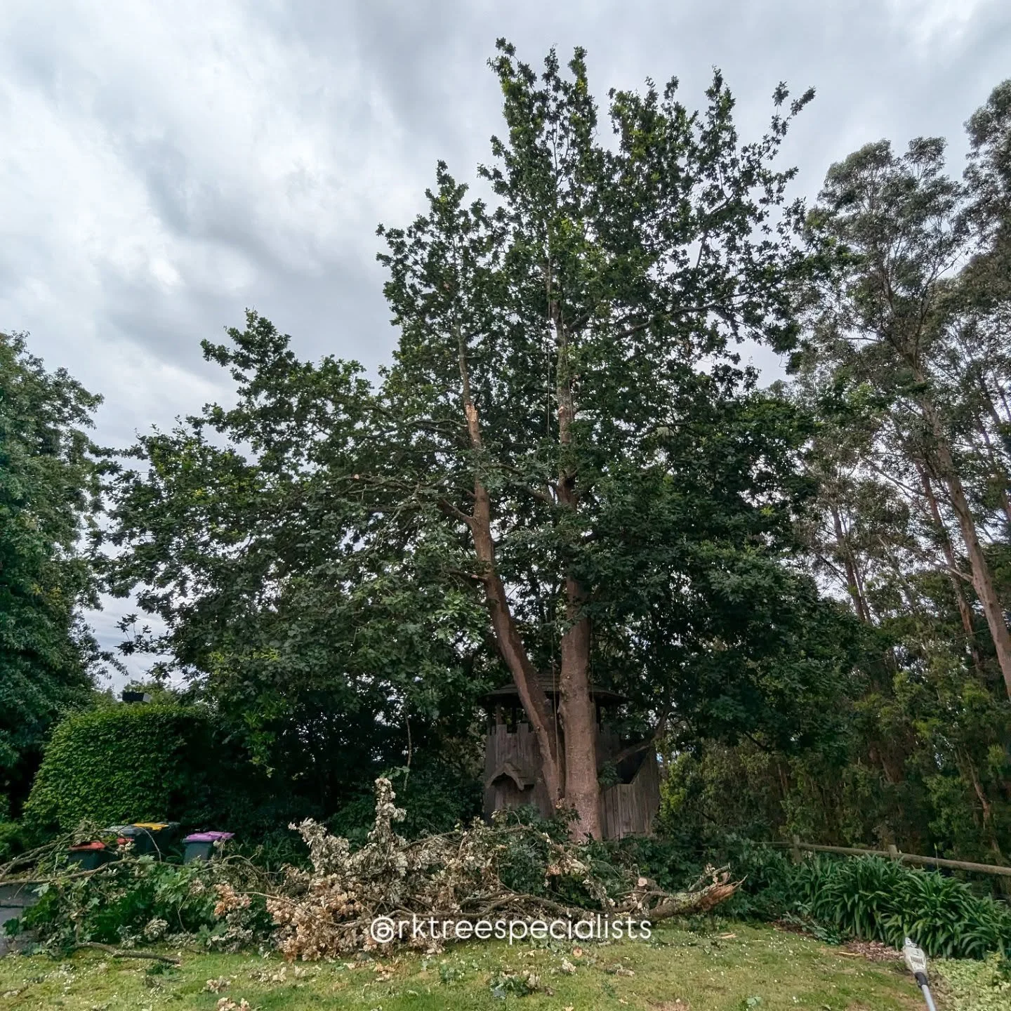 Oak Tree TLC in Warragul 💛 Tidy up of a large snapped branch & general pruning.
> Dead-wood removal
> Thinning & shaping
> Uplifting branches (bench seat underneath)
Investing in professional maintenance helps older, established