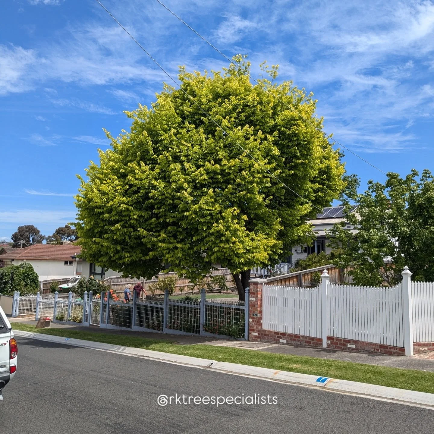 Golden Elm Pruning // Size reduction, while keeping the shape of the tree as natural as possible 🤗
> Qualified Arborists
> Professional Pruning
> Latrobe Valley & Gippsland
0412 112 925
Free No-Obligation Quotes
.
.
.
#treepruning