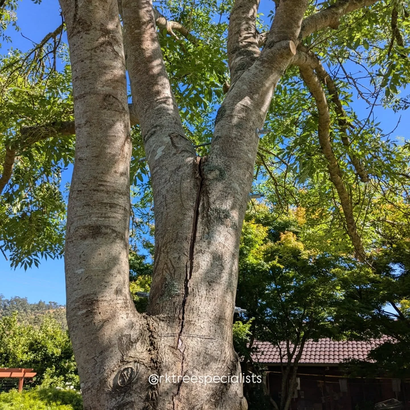 Second Chances // Tree Bolting & Bracing
Left without intervention, a large split making its way down the trunk of this lovely Golden Ash Tree, would have caused the tree to fail.
To remedy this, the tree was pruned, weight and size reductio