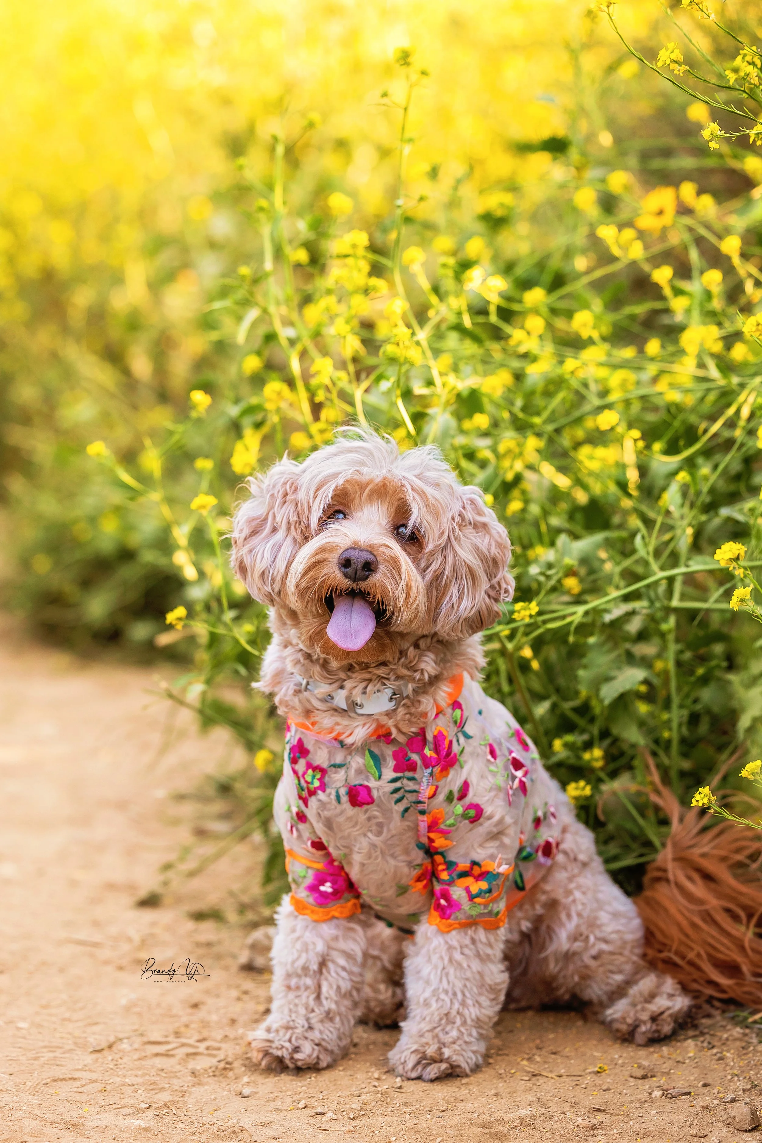 pet photography, dog, dog photography, los angeles pet photographer, los angeles dog photographer, los angeles pet photography, brandy yi photography,.jpg