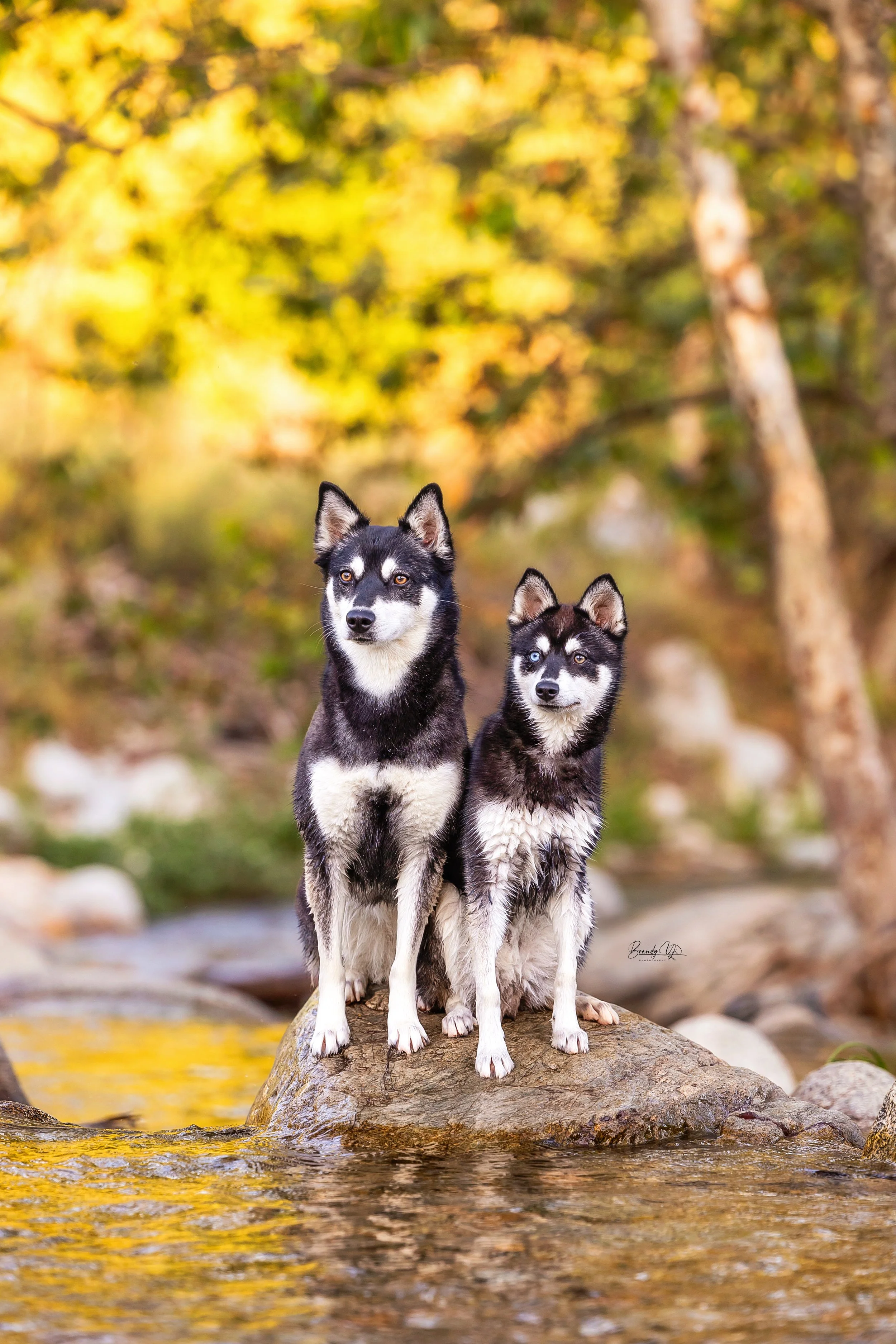 dog, dog photography, dog photo, los angeles dog photography, los angeles dog photographer.jpg