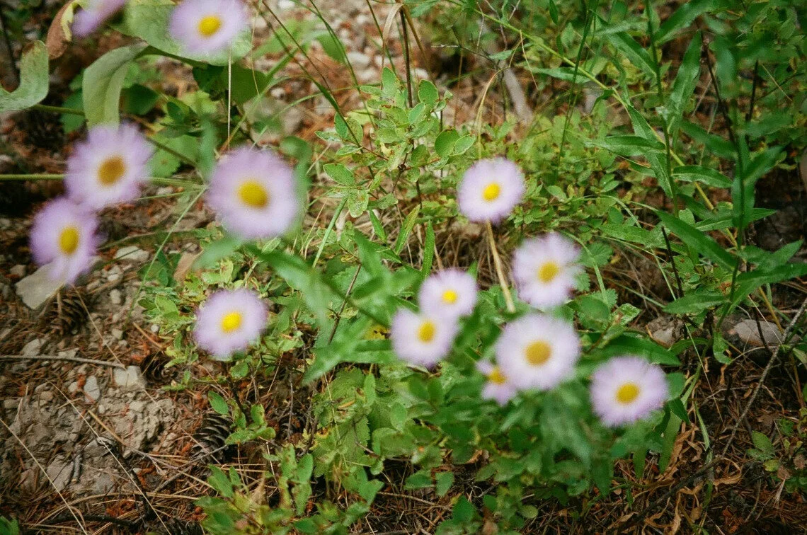 mountain daisy.jpg