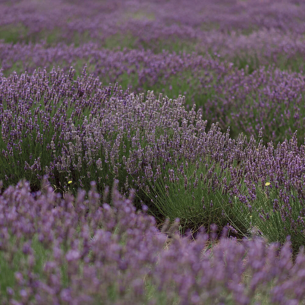 Red Hill Lavender