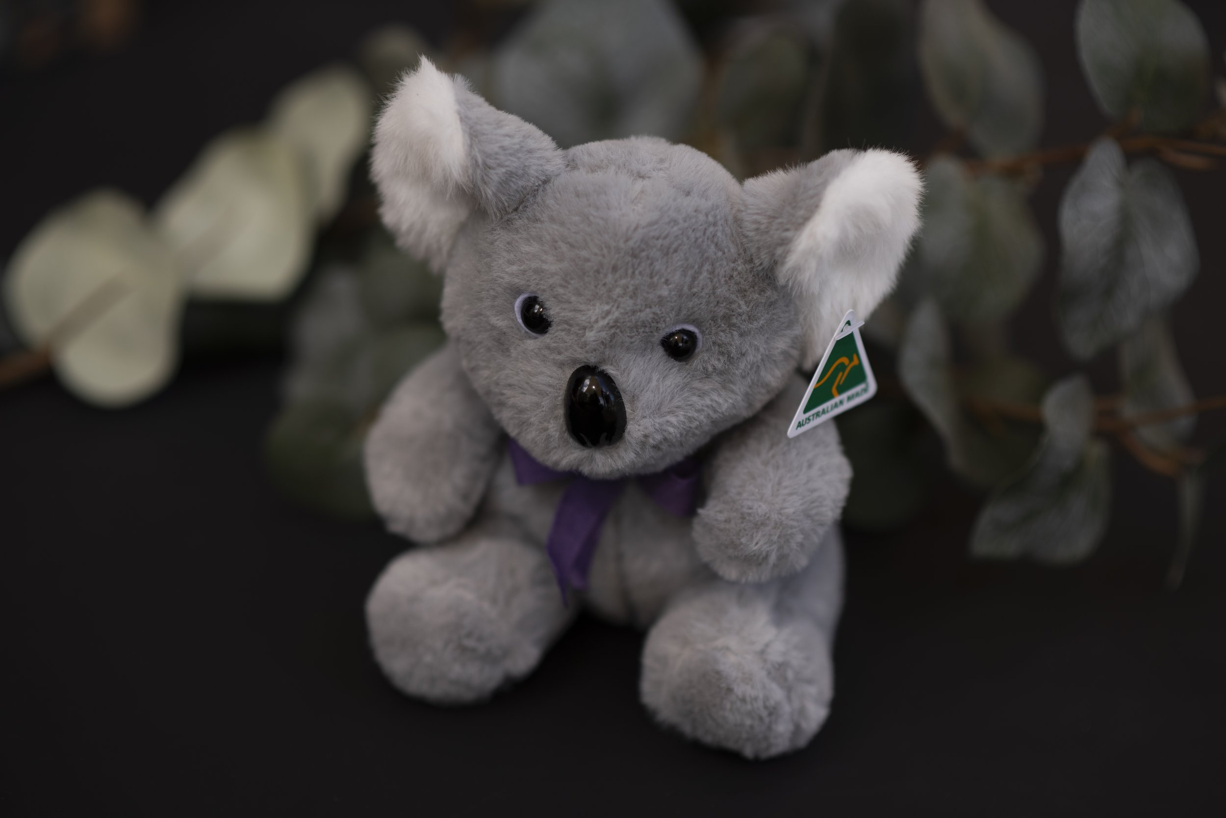 Cuddles Koala