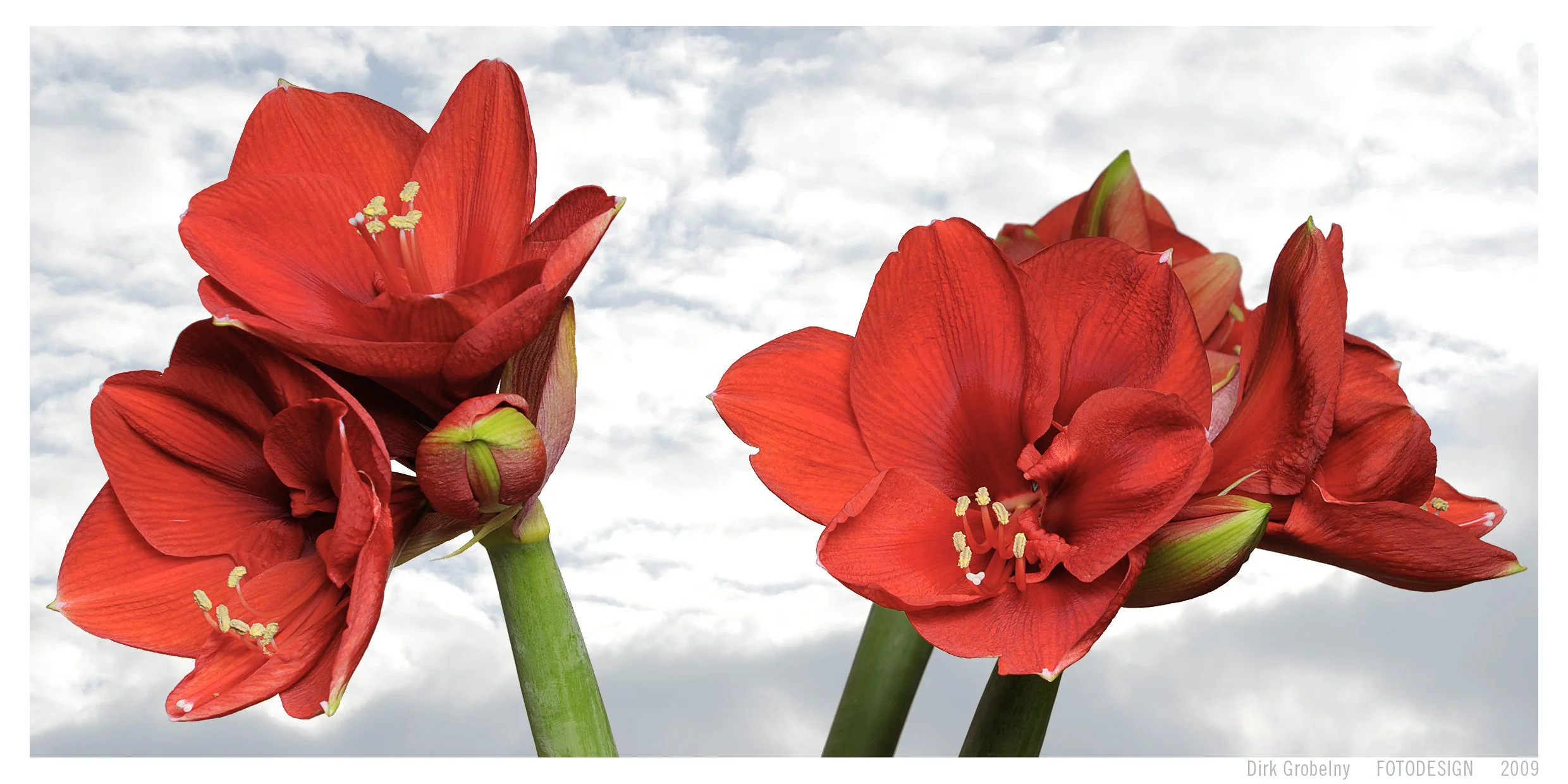 (09)20090105_Amaryllis_0001.jpg