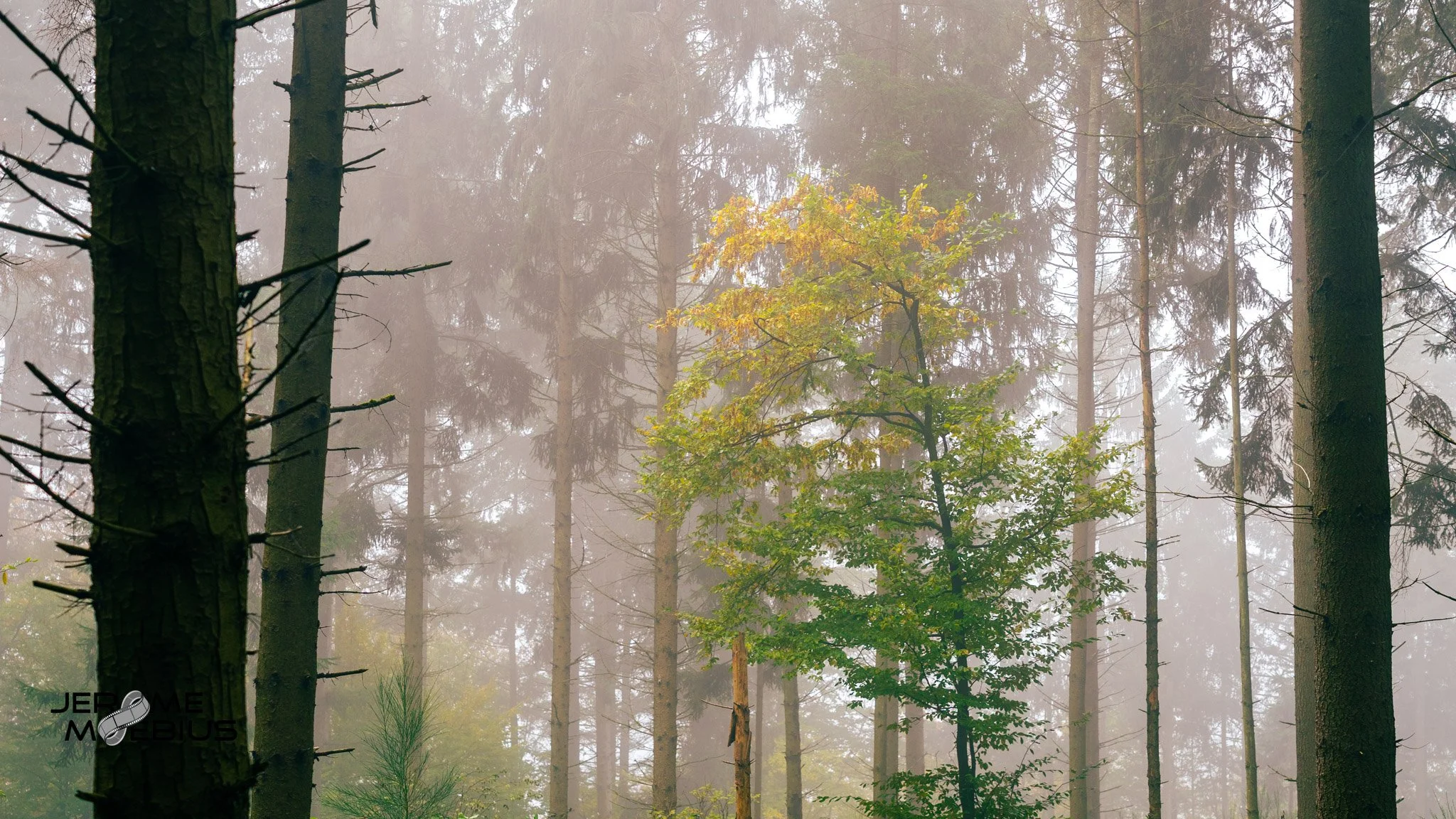 A7_09517.jpg