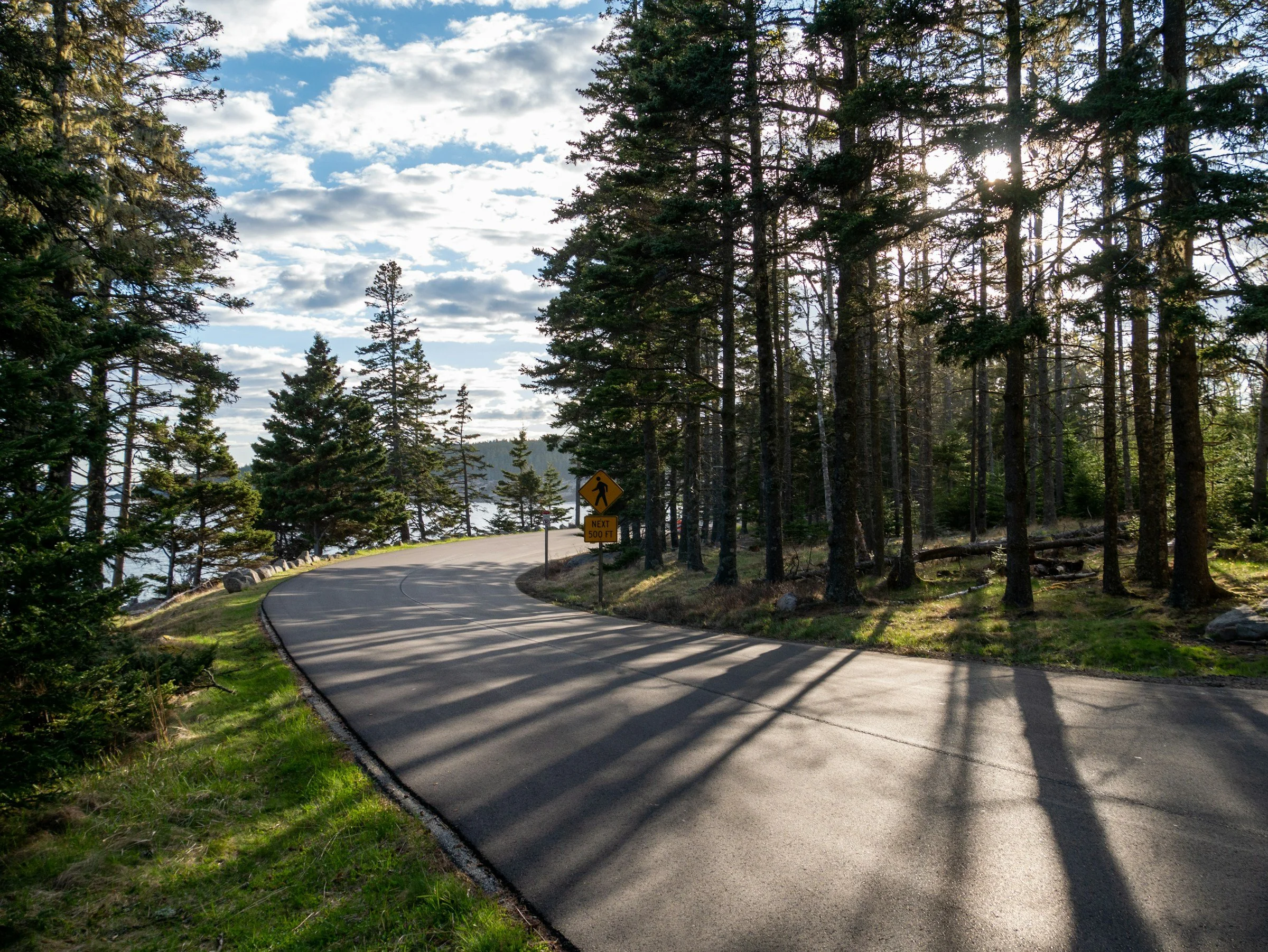 Cycling through pine-forest roads