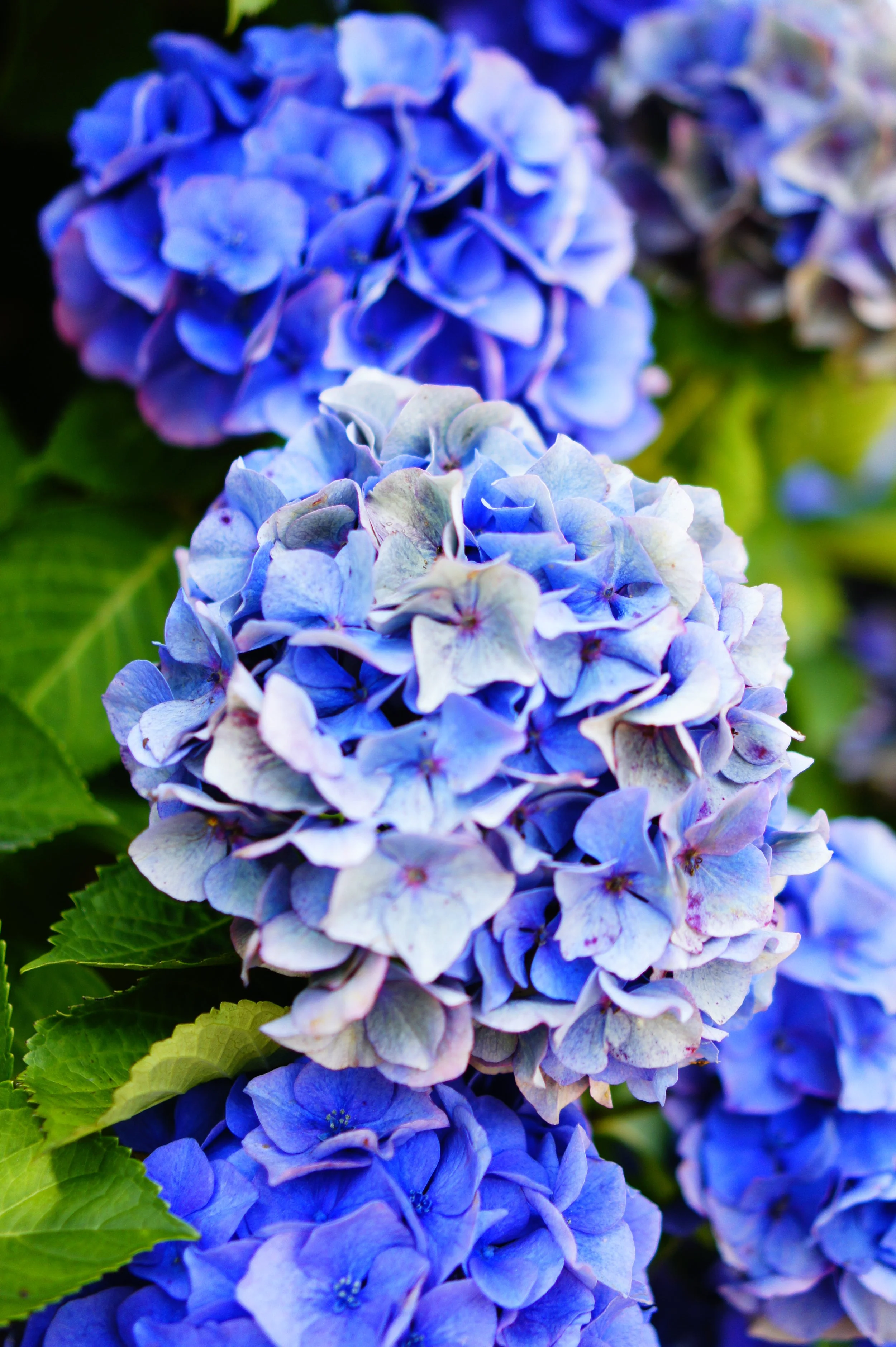 Blue summer hydrangeas cover the West Cornish countryside