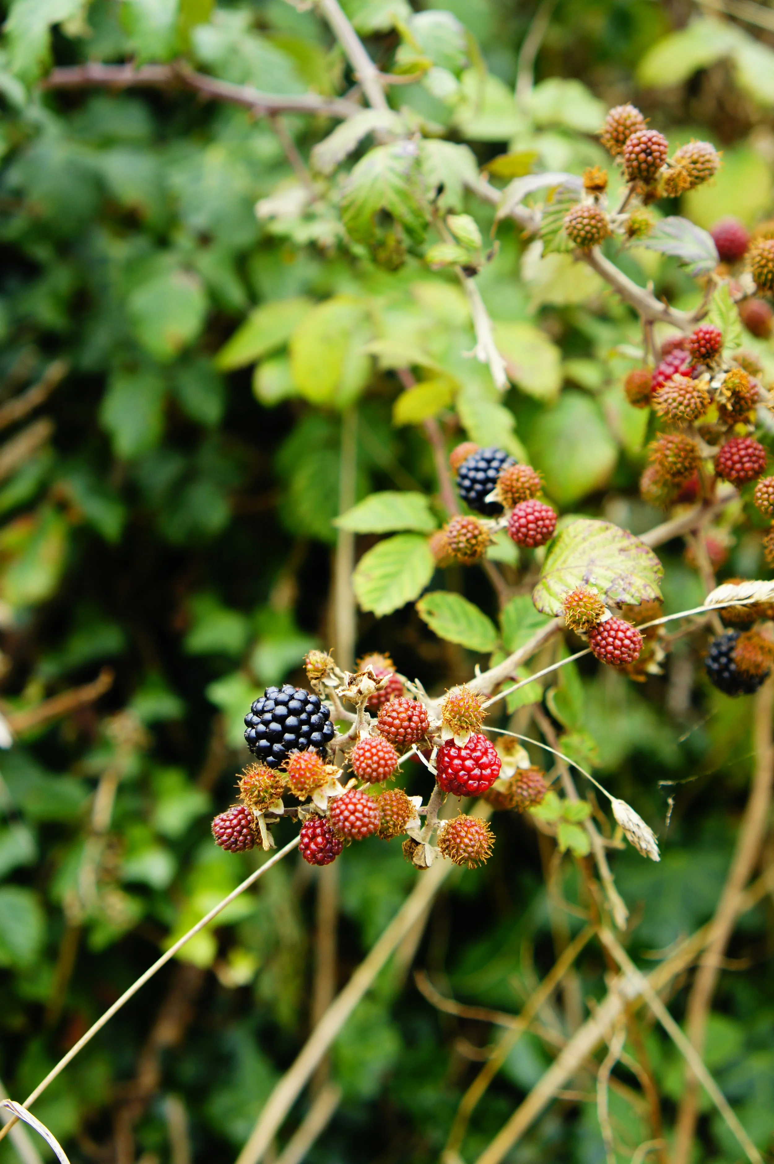 August is blackberry season