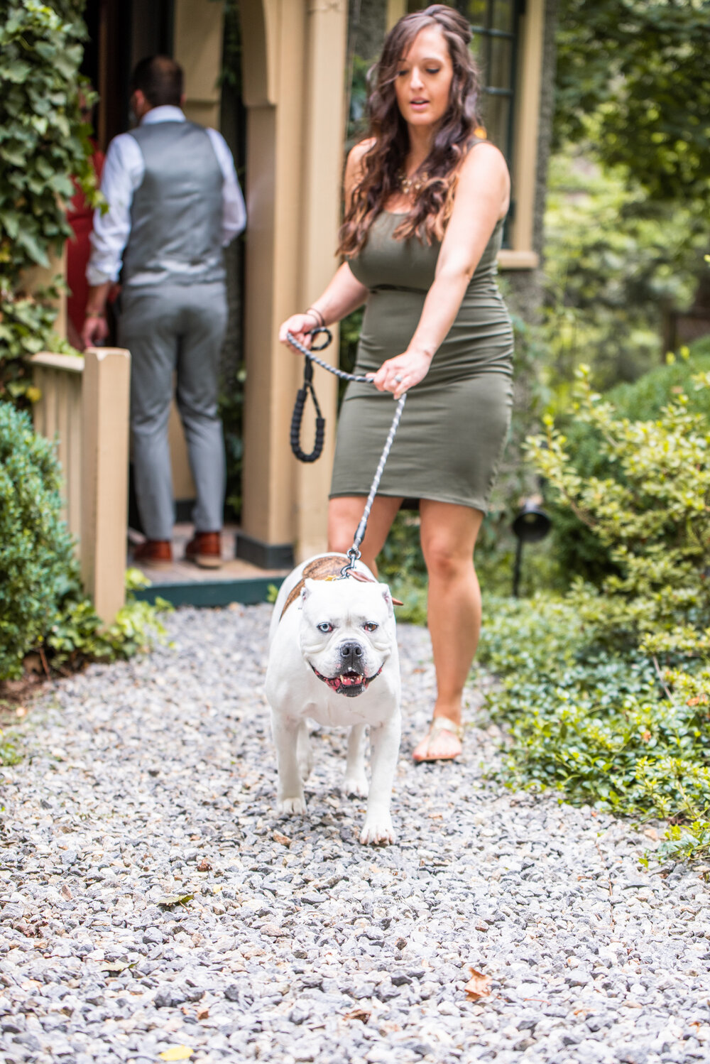 White and Brown Bulldog walking on a leash outside the Inn on Montford