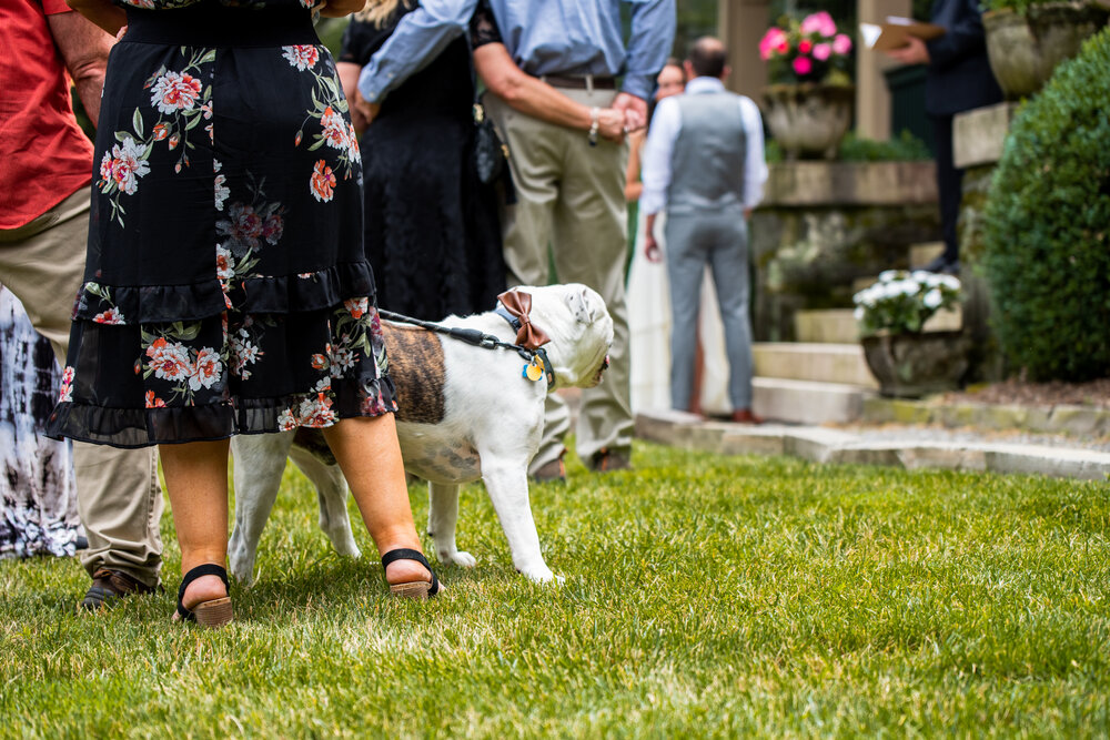 Dog watching wedding ceremony outside in Asheville, NC taken by Nick Levine Photography