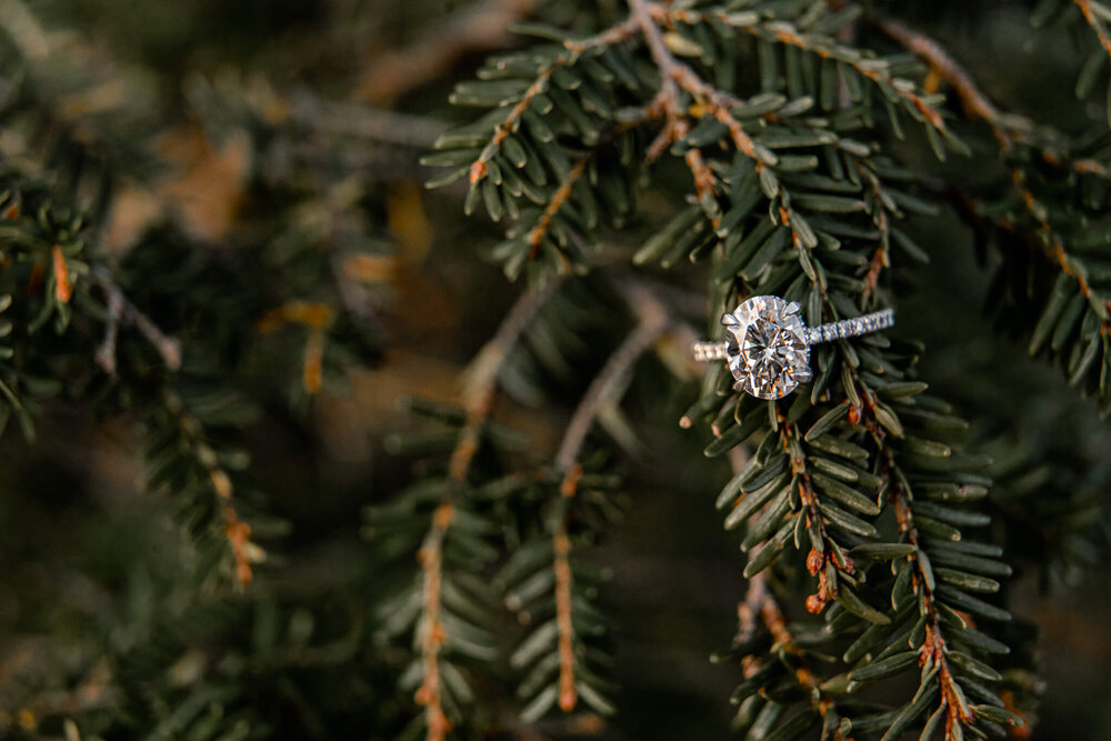 engagement ring on an evergreen tree by nick levine photography, boone nc wedding photographer