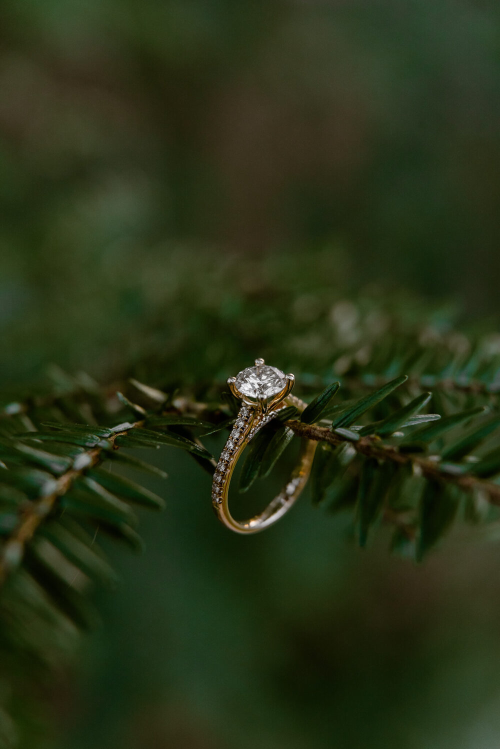 Engagement ring on an evergreen branch close up photo by Nick Levine Photography, Asheville Wedding Photographer