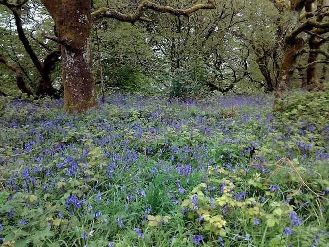 Springtime in England